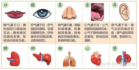 五行五官|五行（中医术语）